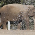 321-2174 San Diego Zoo - Asian Elephant